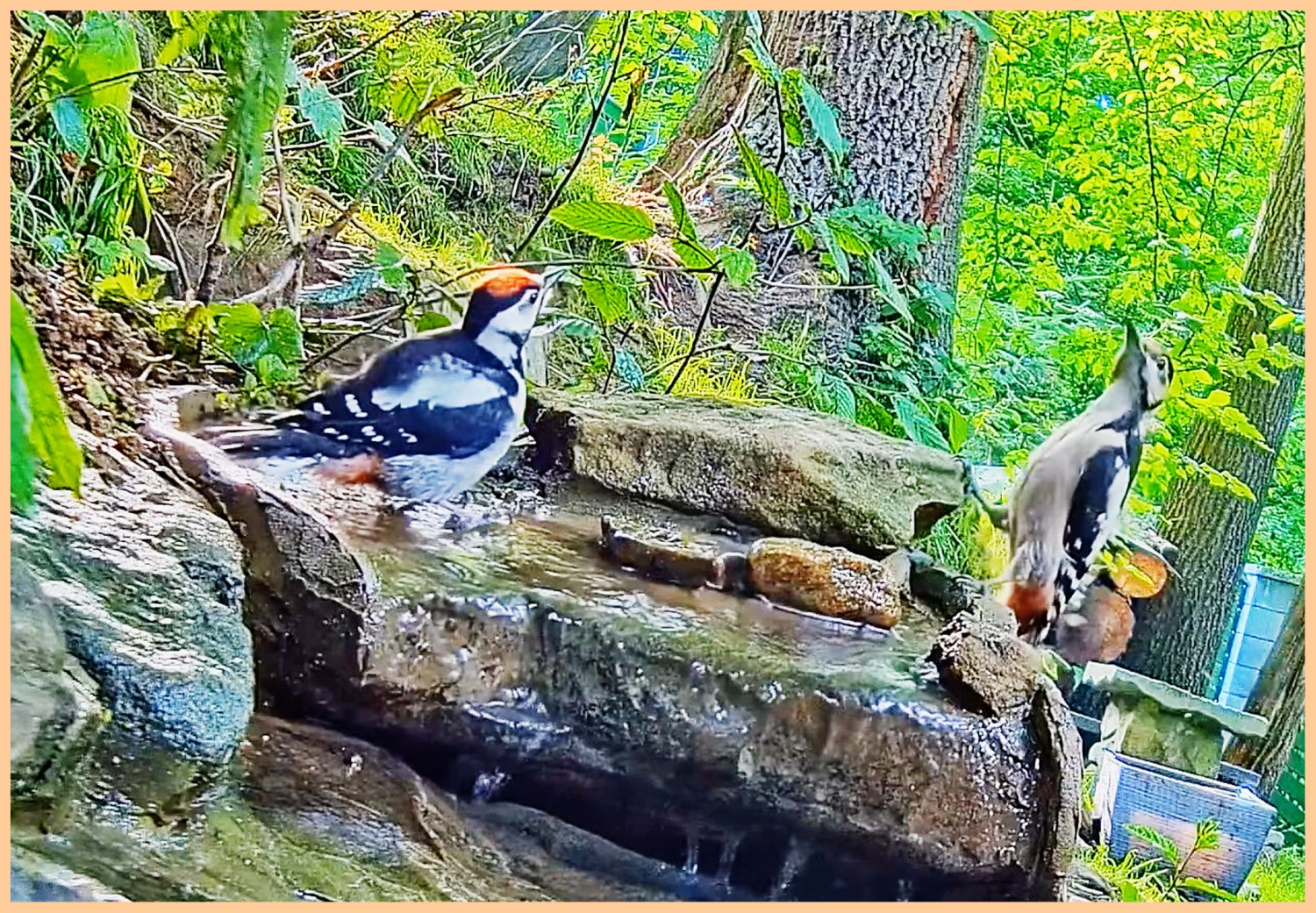 livebirdspoland_ea1cd6f37ccf7f6eec7f8ff61f619e38.jpg