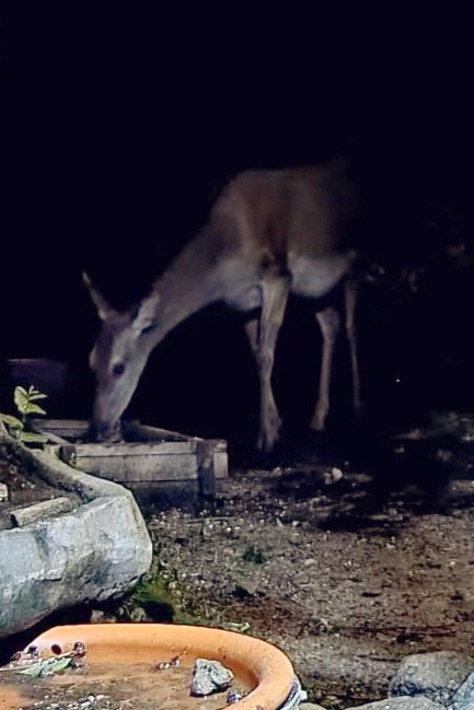 livebirdspoland_05e01ff763525e8eb09d684f9c746836.jpg