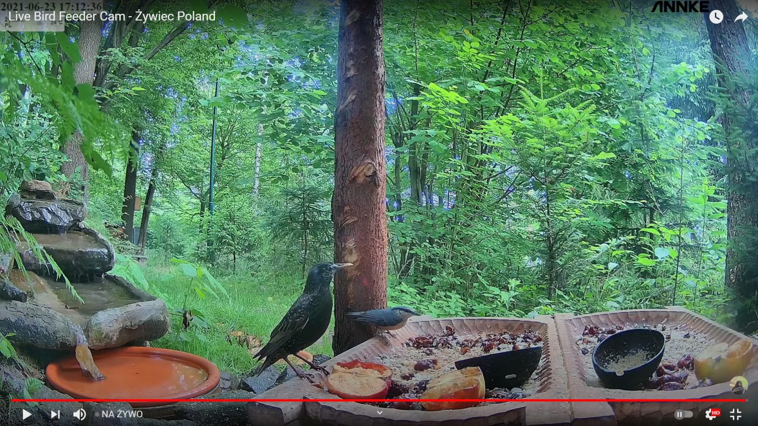 livebirdspoland_e6b772293953ee12ed05190aa0bd6ea9.png