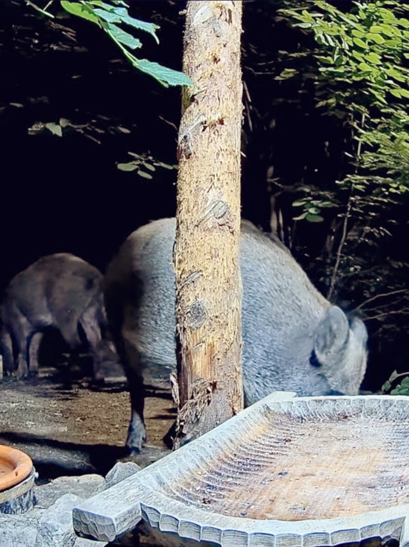 livebirdspoland_15d3d5ba943f3bc84f959616ea589f56.jpg