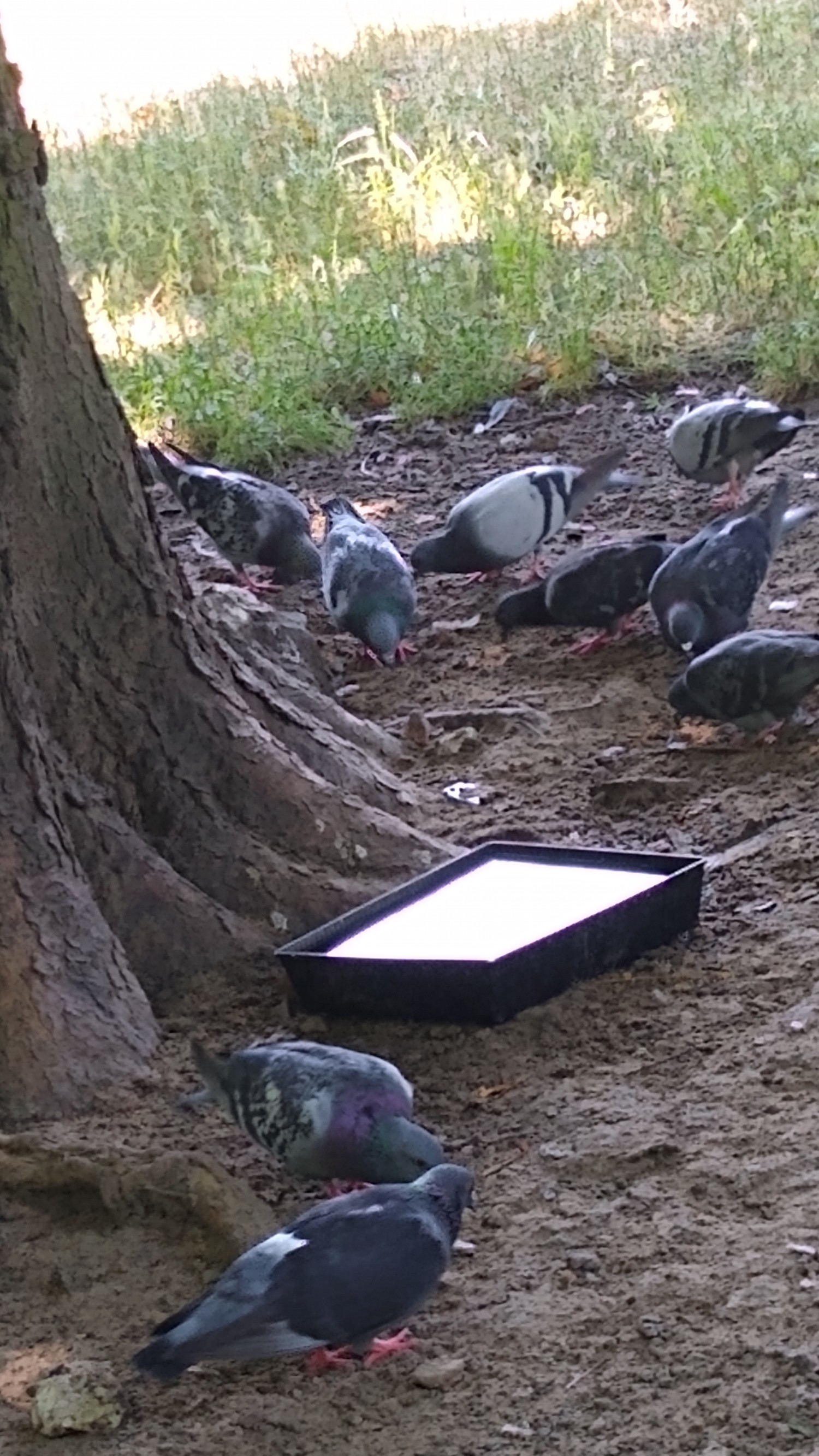 livebirdspoland_7e47d27ced686f52ad84e6eb572e83ce.jpg