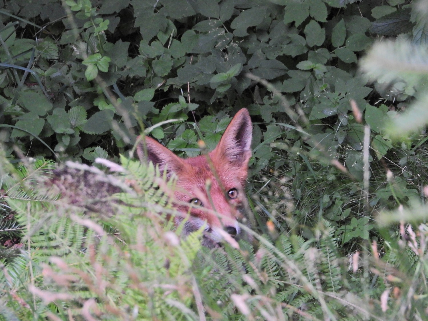 livebirdspoland_1f91f0e3bbf4b1580b675bb4299632fb.jpg
