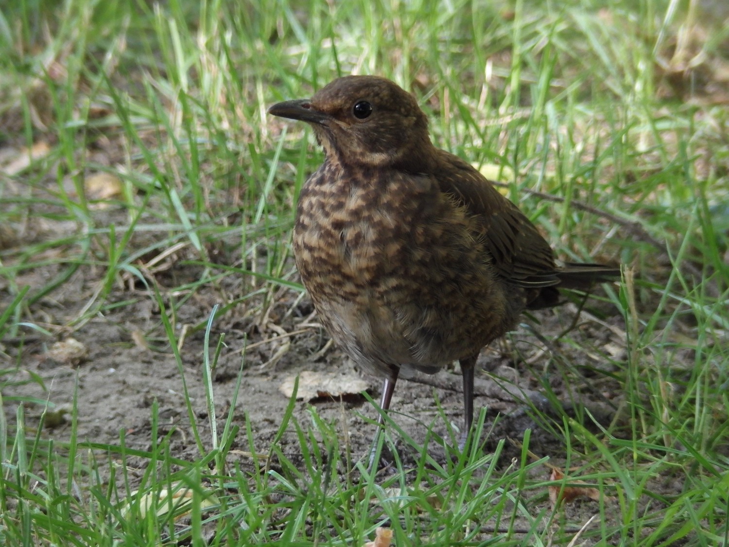 livebirdspoland_7f0dd978a400a76248228dfecfb08917.jpg