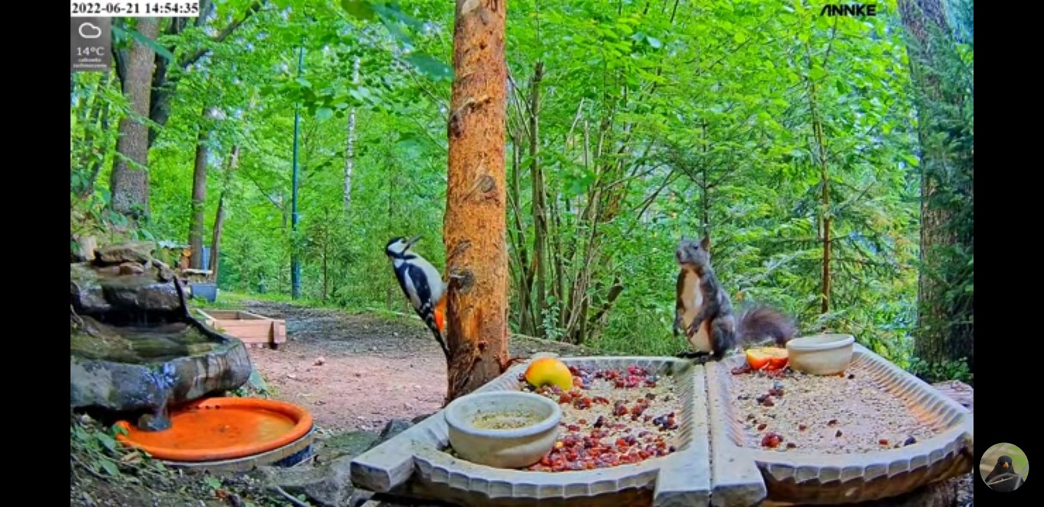livebirdspoland_9948eec2f25d01ad2d16ba5abf60aca9.jpg