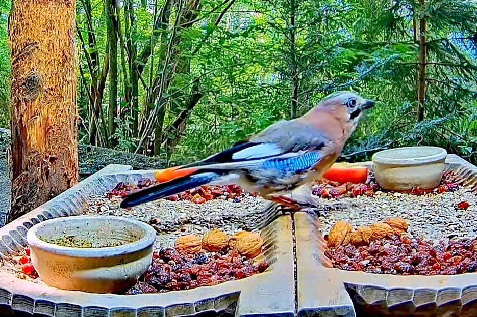 livebirdspoland_f599c1c8dea5b7a9c6f930c86c8d0911.jpg
