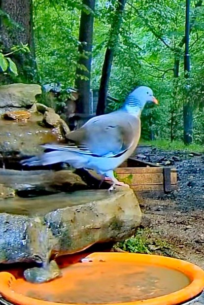 livebirdspoland_1abc46e133c529ce67cb2413dc96eaf5.jpg