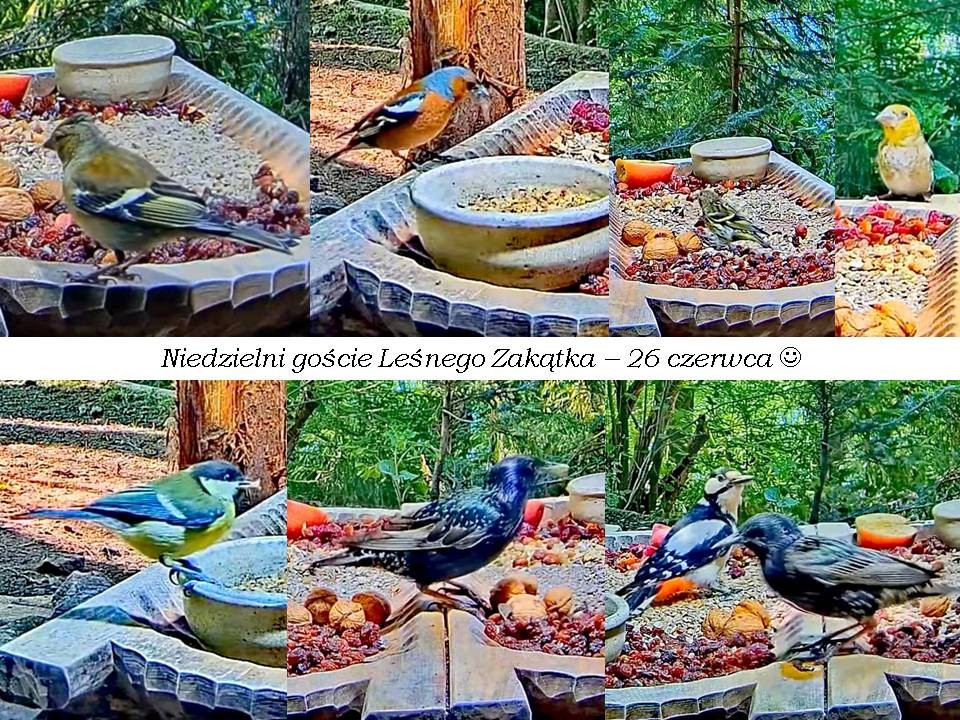 livebirdspoland_60a87f4eace8988be5761d821c9d75c4.jpg