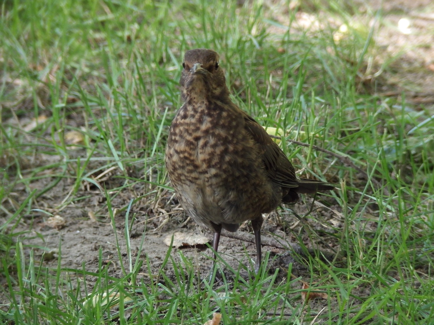 livebirdspoland_4a5a26d8359396c9bd072c500d7acd08.jpg