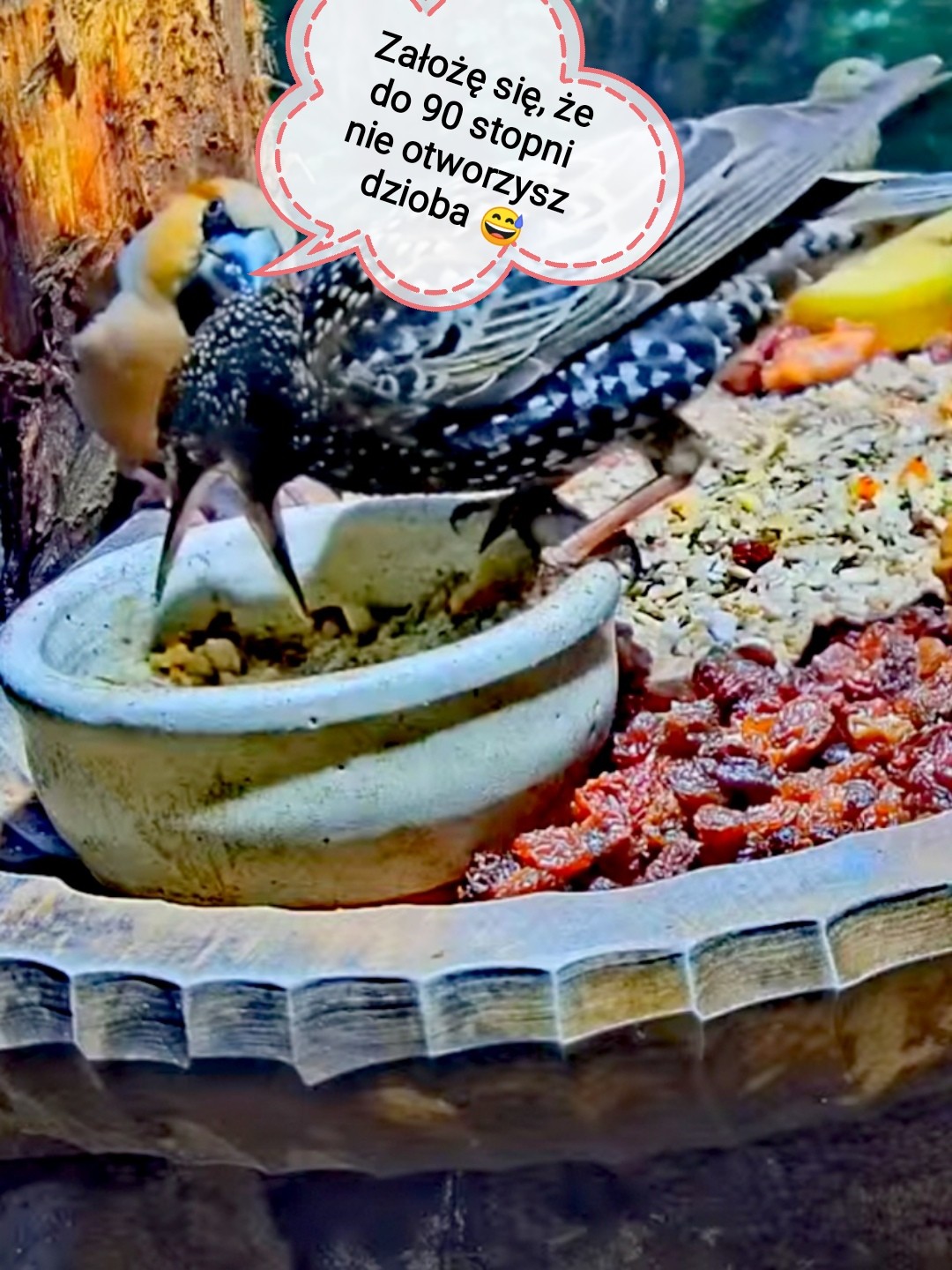 livebirdspoland_a7e66b106235a019a8eb8039cc2cf951.jpg