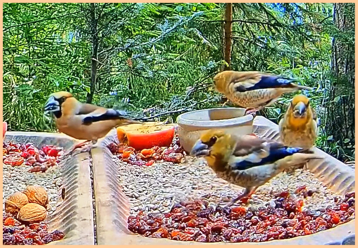 livebirdspoland_299cd367d6ce2d562dfd8caea8c766e1.jpg