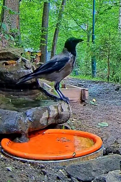 livebirdspoland_092fecc37077993f1d629d2f905ee8fb.jpg