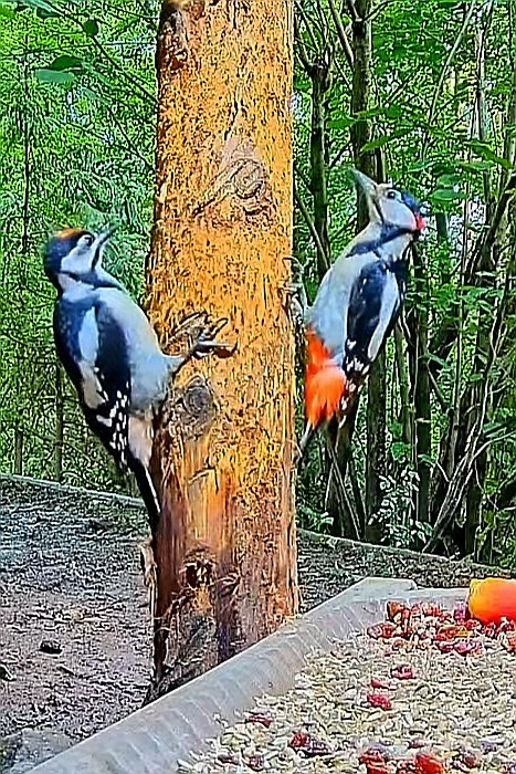 livebirdspoland_d9bf2f92f25588c66bff875ca83ce16b.jpg