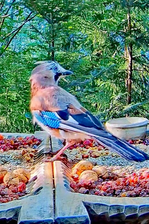 livebirdspoland_e7a19eb363efa734fd12b849efbfb7d7.jpg
