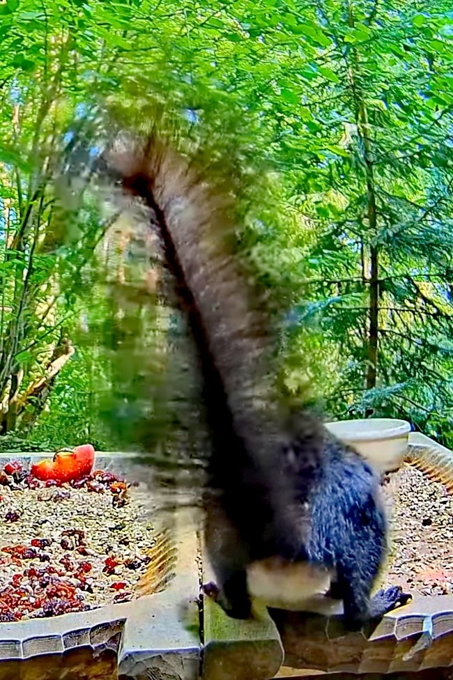 livebirdspoland_9c50c3dc46a8e740e00467df06391507.jpg