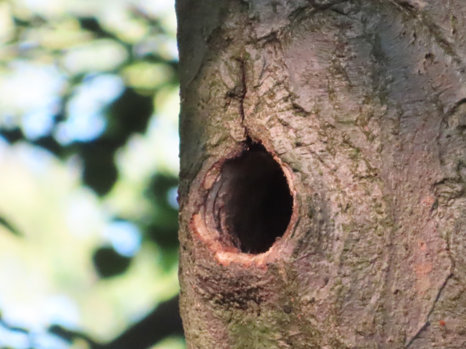 livebirdspoland_c50d5b0b423c19ae1f2bf45af4205ac8.jpg