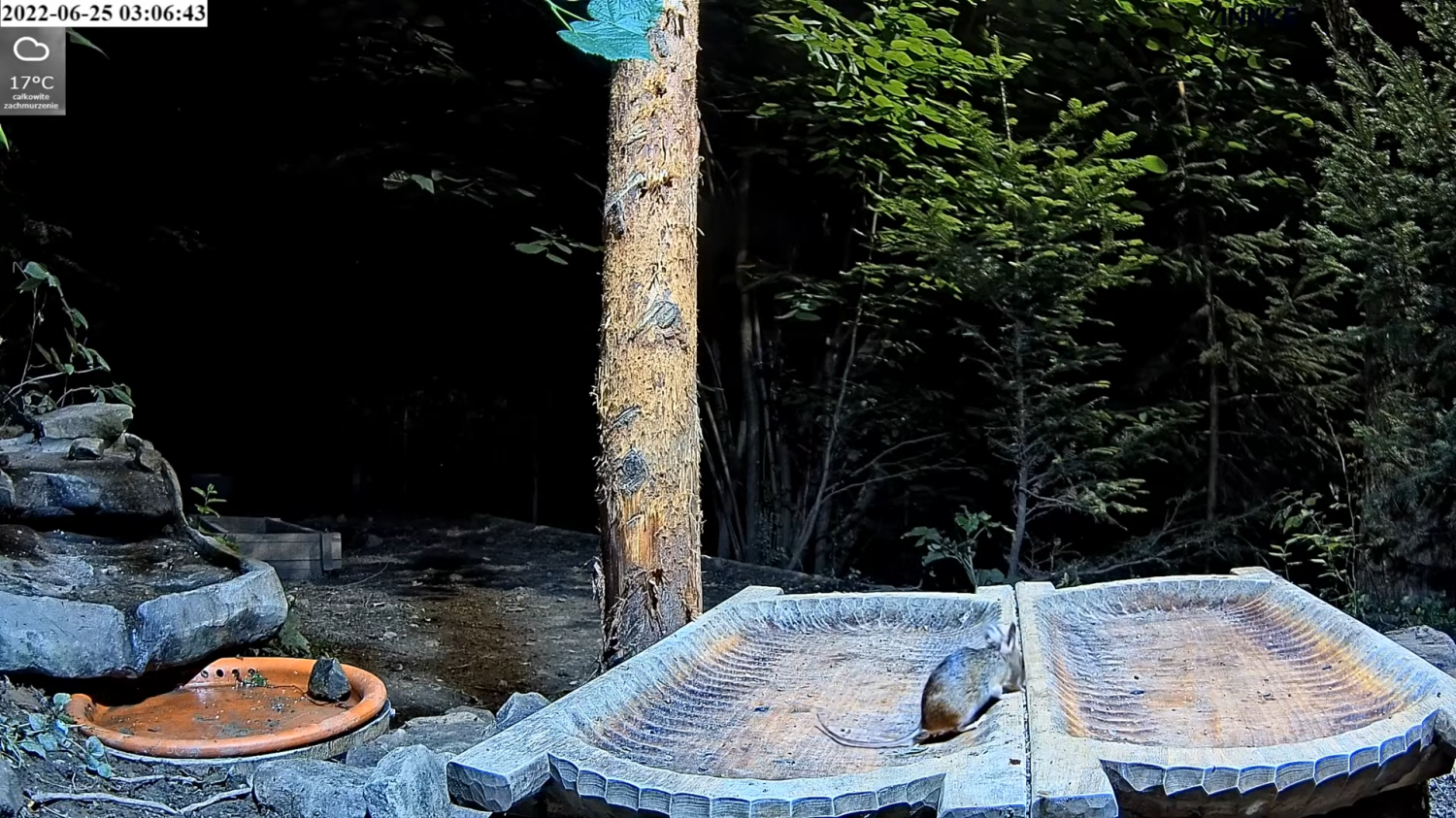 livebirdspoland_565e21a933cc4242b8dedf8d0ae0241f.png