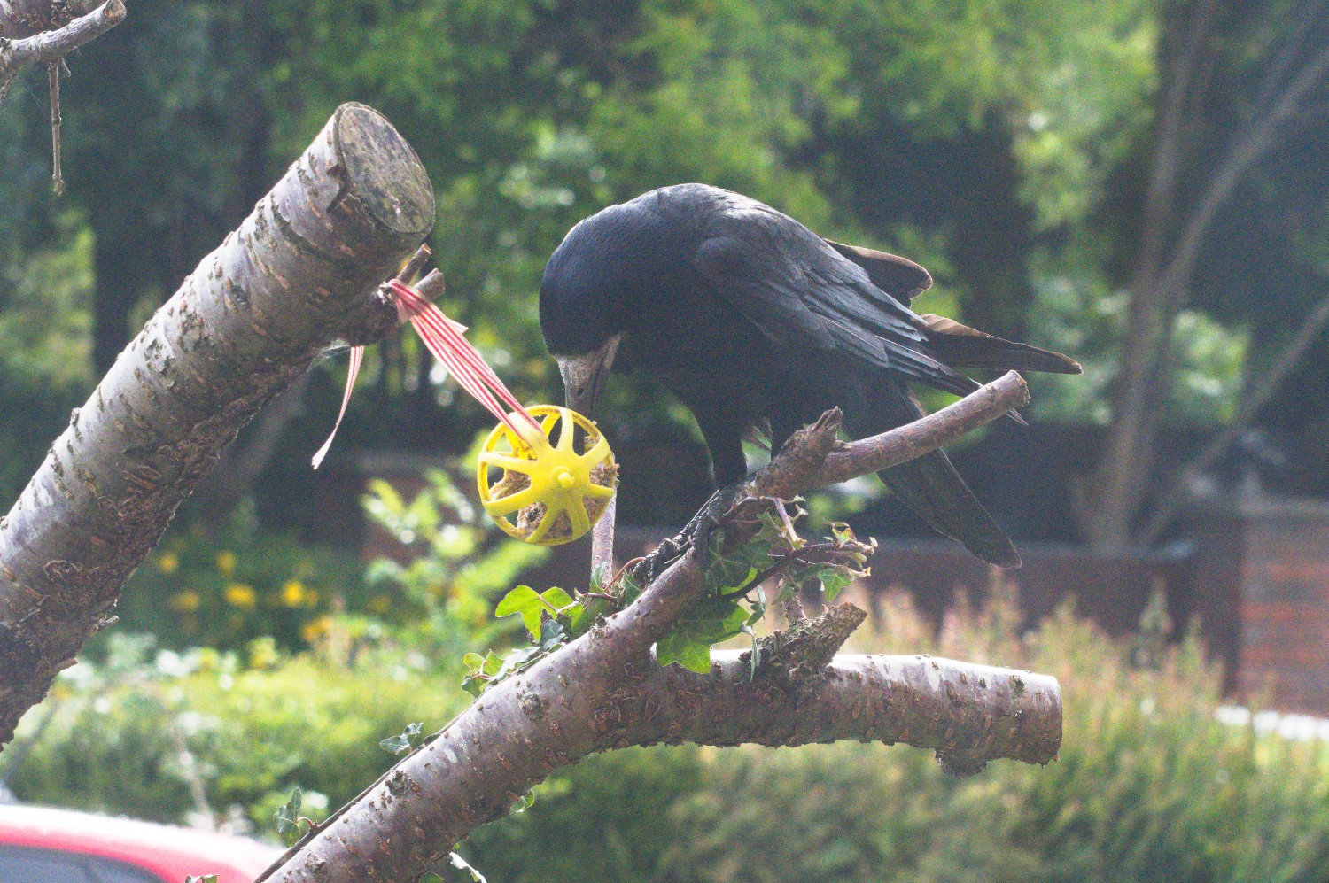 livebirdspoland_50510eea3a7bf9c10bca1e769b25e08c.jpg
