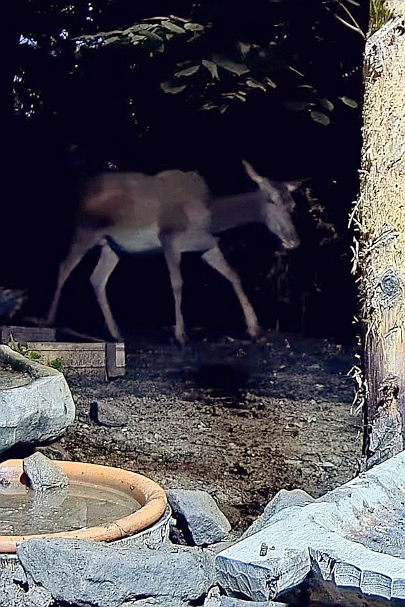 livebirdspoland_59310d25491c11c8cbfe03fd2c01c671.jpg
