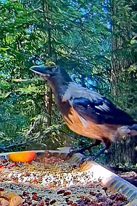 livebirdspoland_5e4cce6d32753a551e2f1b08e05cf50e.jpg