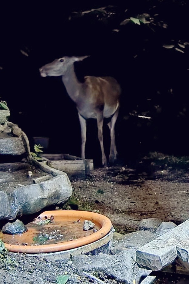 livebirdspoland_bc9df51213210ae2045d3641d9e06579.jpg
