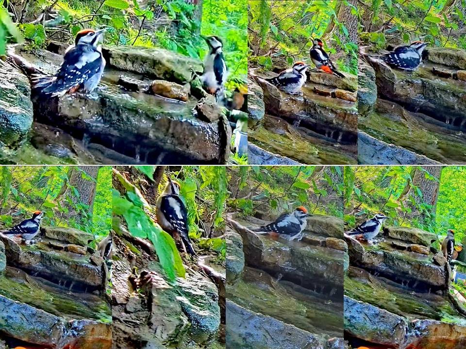 livebirdspoland_798bb97f7458f82dc0afb124bce5e77b.jpg