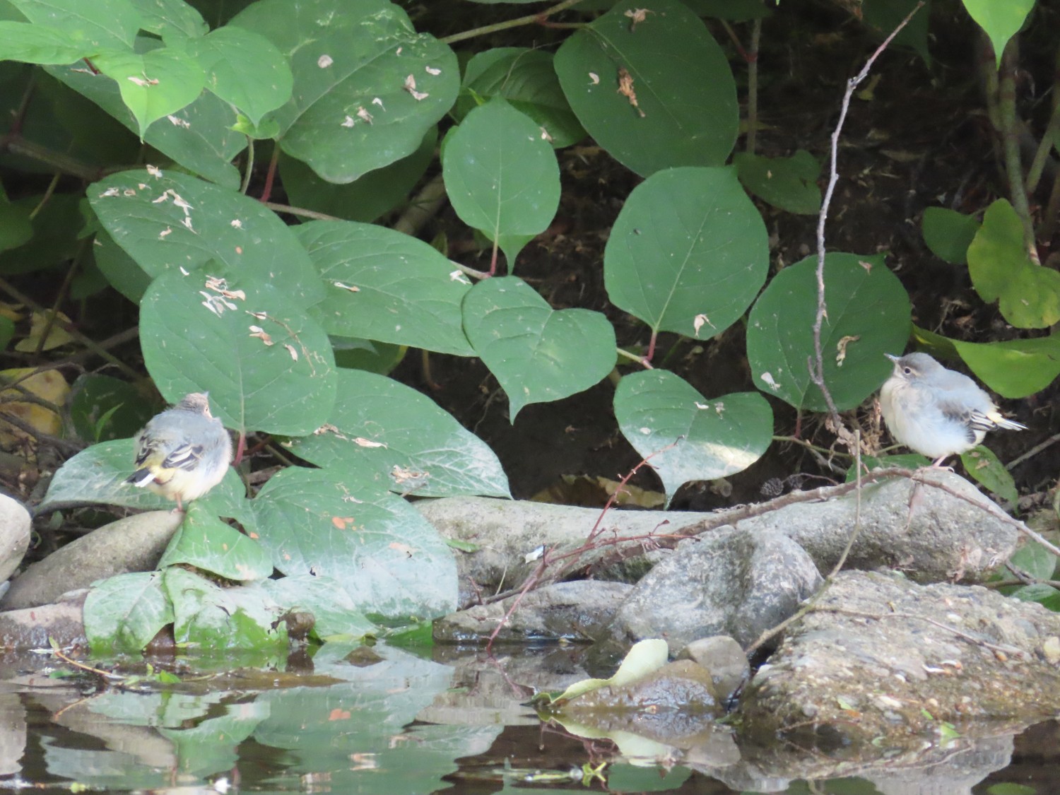 livebirdspoland_f1e9d984a7a4764e18c06e8f1bbbb3f5.jpg
