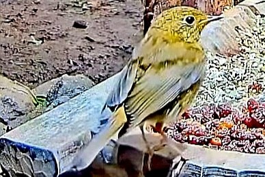 livebirdspoland_42b439b155a9b988893fdddf5ca2c565.jpg