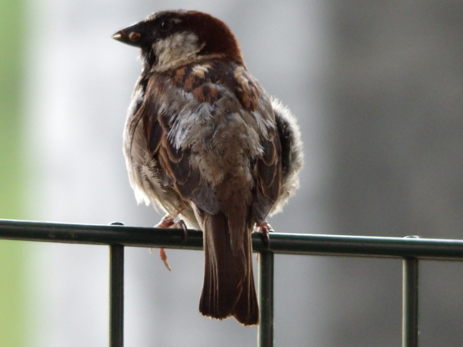 livebirdspoland_2ad2cb4e7b7e9e23795f7812cb364535.jpg