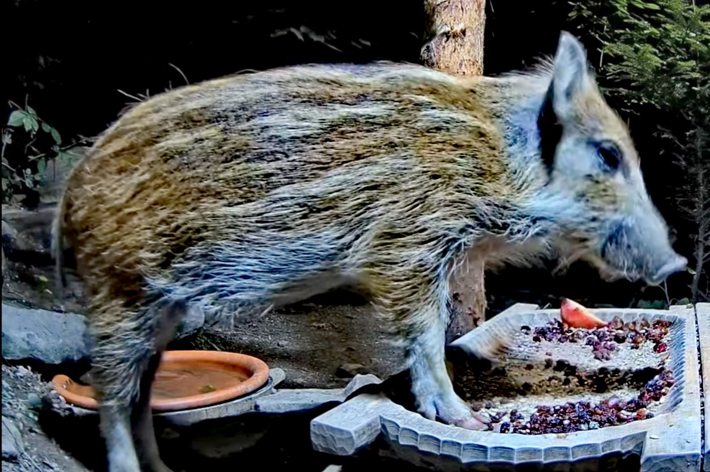 livebirdspoland_b0d2a1ab13092701119bc5d73456bacf.jpg