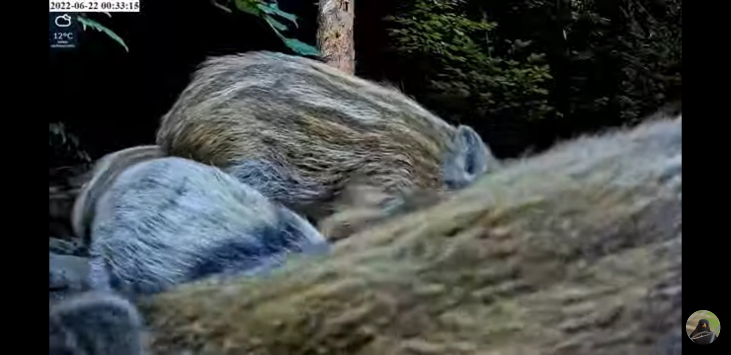 livebirdspoland_7c36d1861d2f6f0b4cf34493d8b7f465.jpg