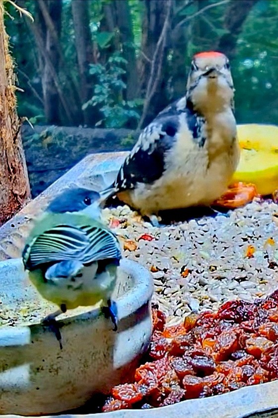 livebirdspoland_bf0ae14ac38e388ccd2ff88295e9ea8f.jpg