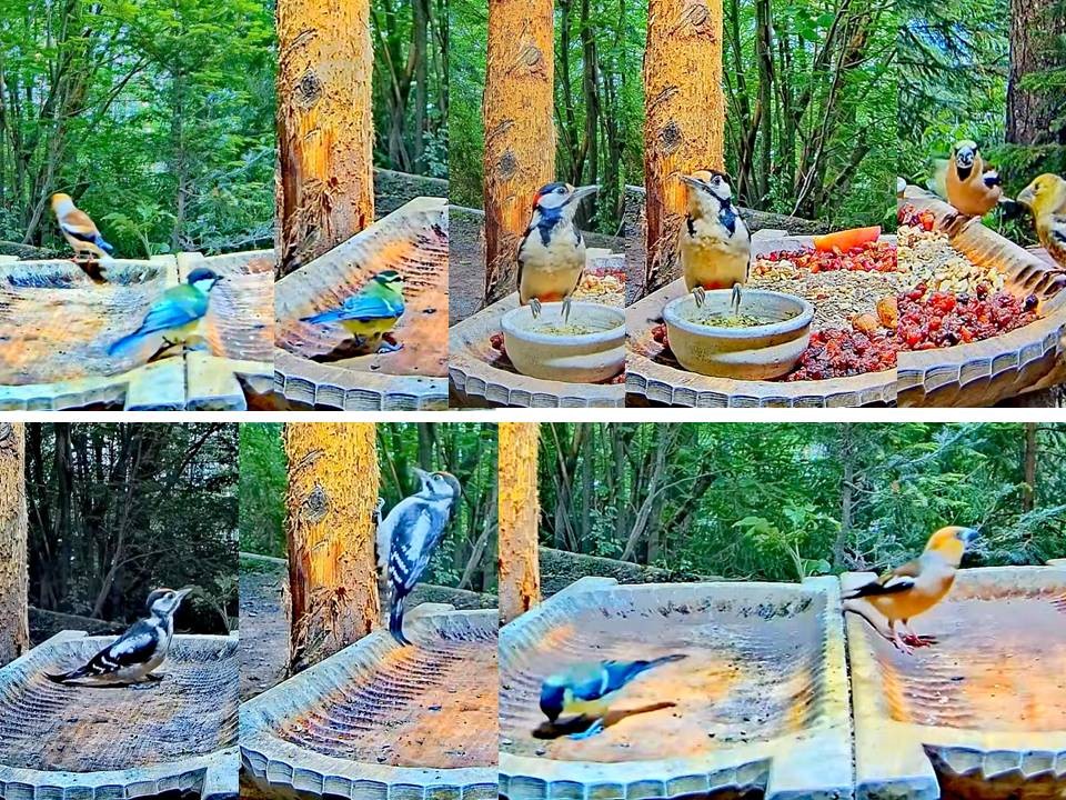 livebirdspoland_b6ed6575821a0f51f33fd69356620a03.jpg