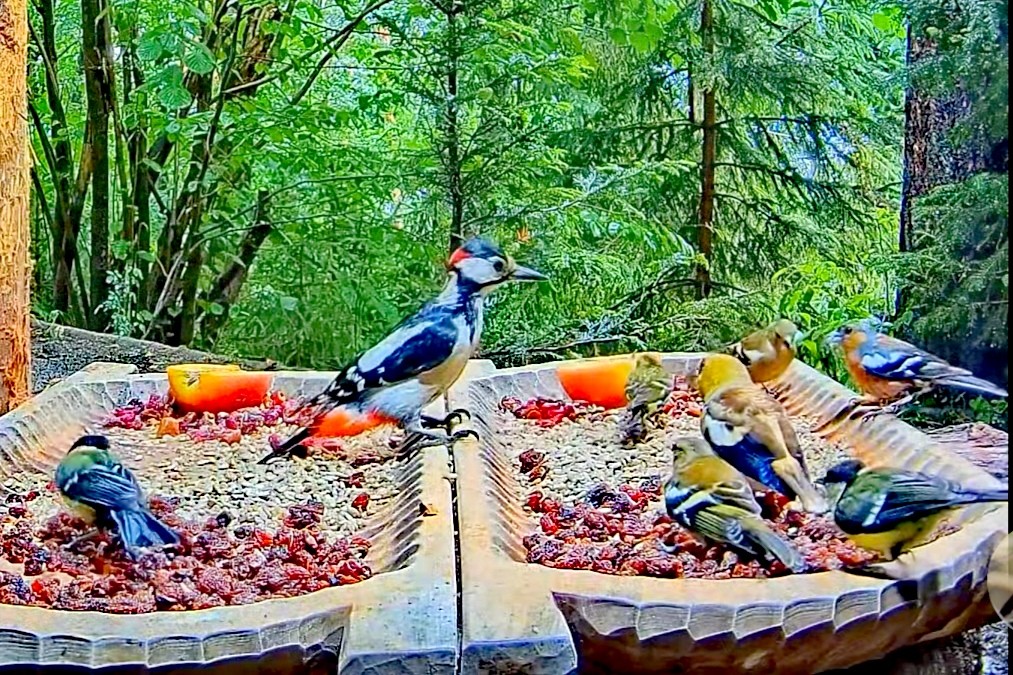 livebirdspoland_582cfa237b15b88b0d50aea8f02b9a38.jpg