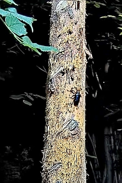 livebirdspoland_05a34d28d9b6990133b249922b1e71ed.jpg