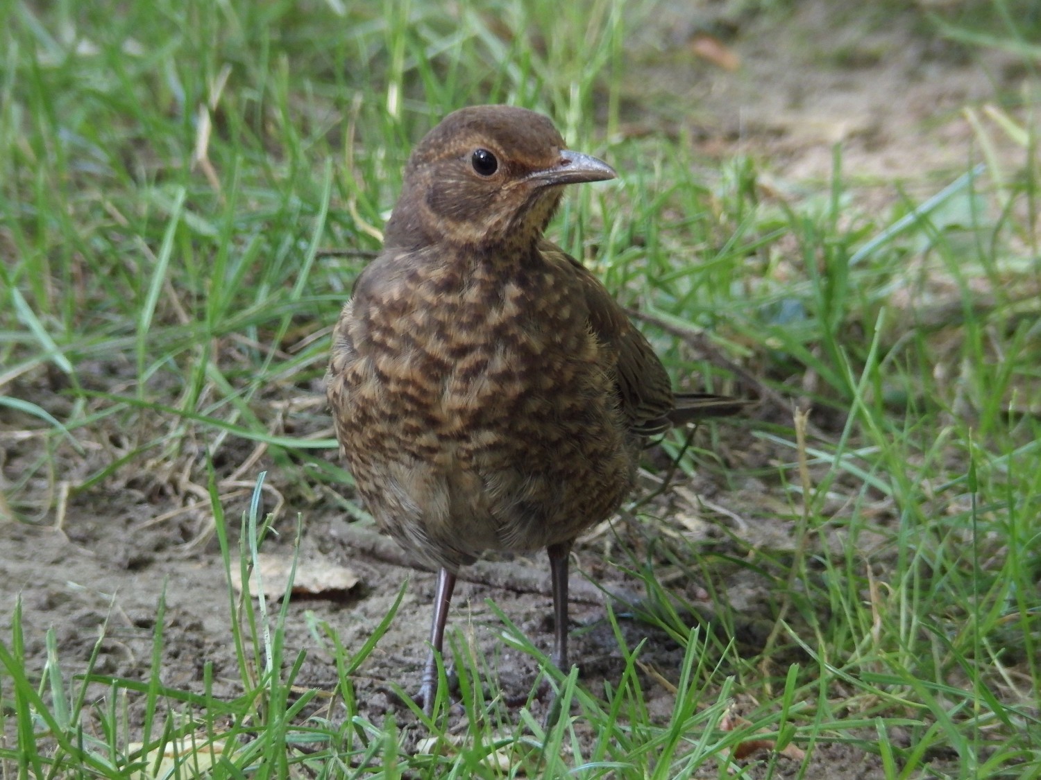 livebirdspoland_9f747a495c7ff2047771ba9d1104e4f0.jpg