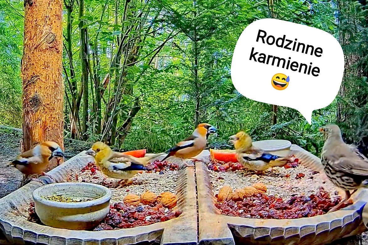 livebirdspoland_69ec234e5dc87fd8f945008cd402f521.jpg