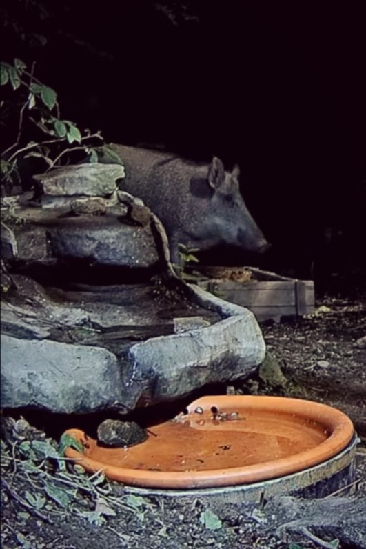 livebirdspoland_866ddaa75528ecf7ad7635d304ec99f8.jpg