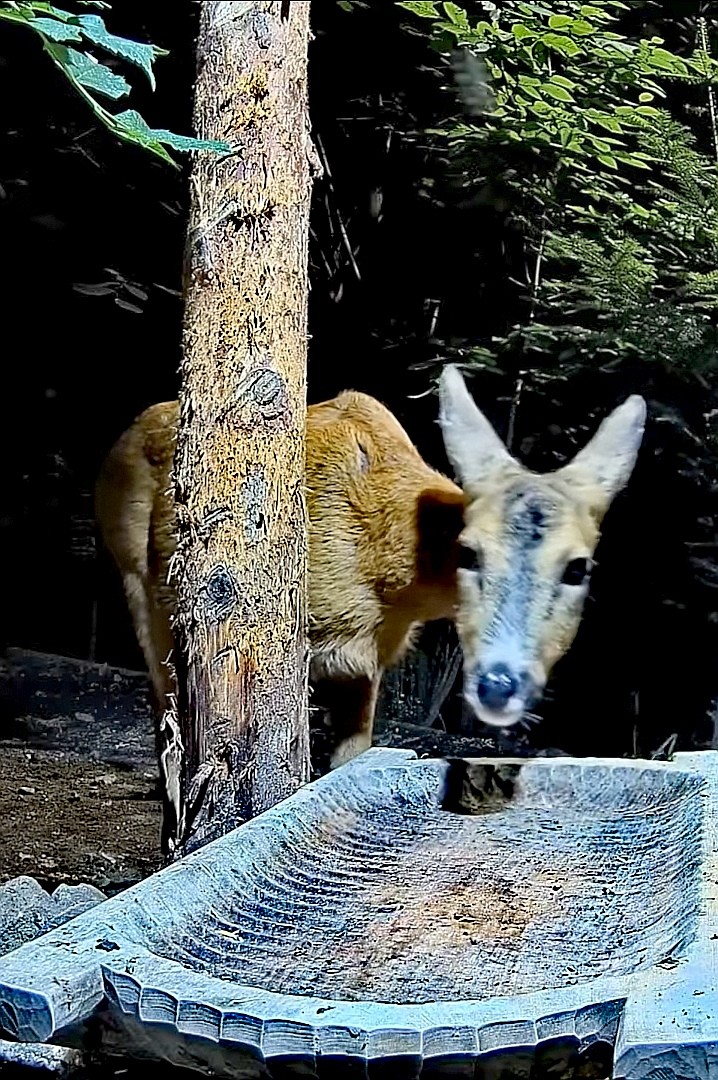 livebirdspoland_185b0758e86da6a1fd10bbbf014f988e.jpg