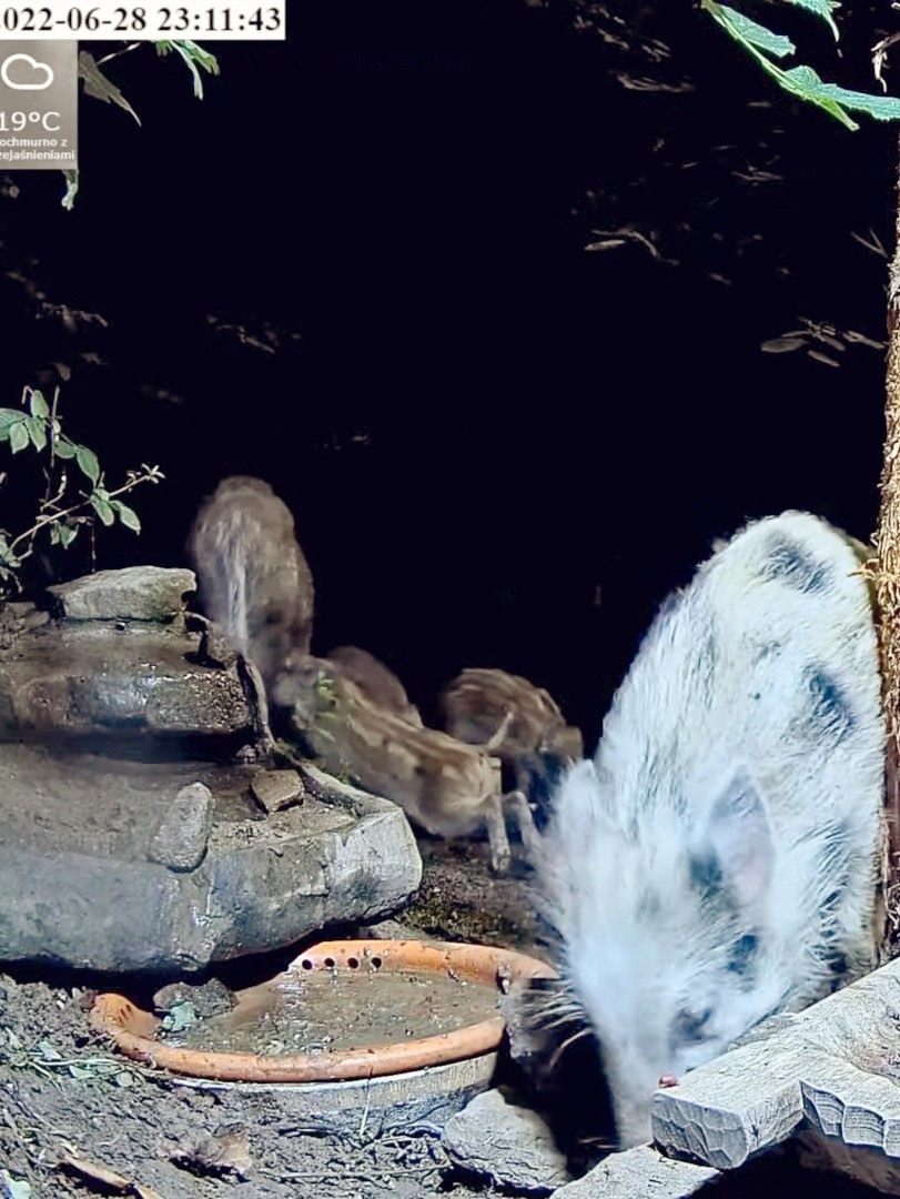 livebirdspoland_dc99298ccaaac5ba67608842fbefdb92.jpg