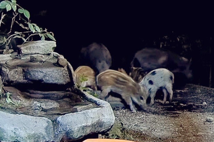 livebirdspoland_cb23b51229c6c2144fce370641fbe90b.jpg