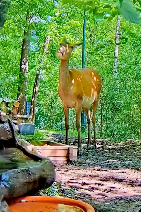 livebirdspoland_81395ae3b56213385c68f463eba5238b.jpg