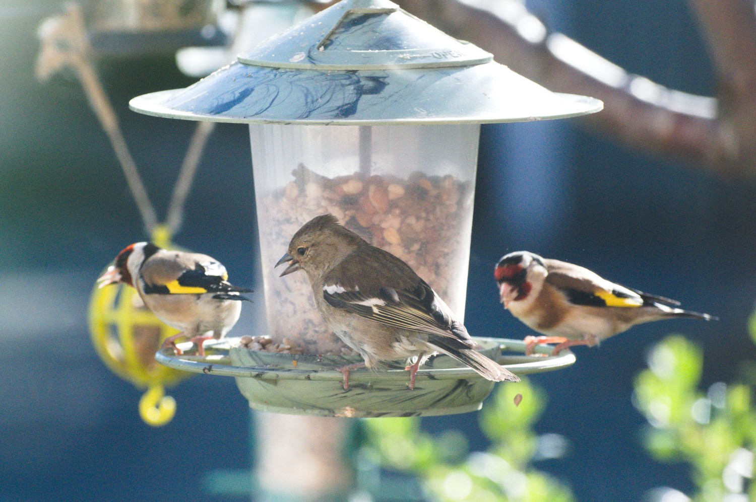 livebirdspoland_e6d6bf633050c16accf445bf88c8d7f4.jpg