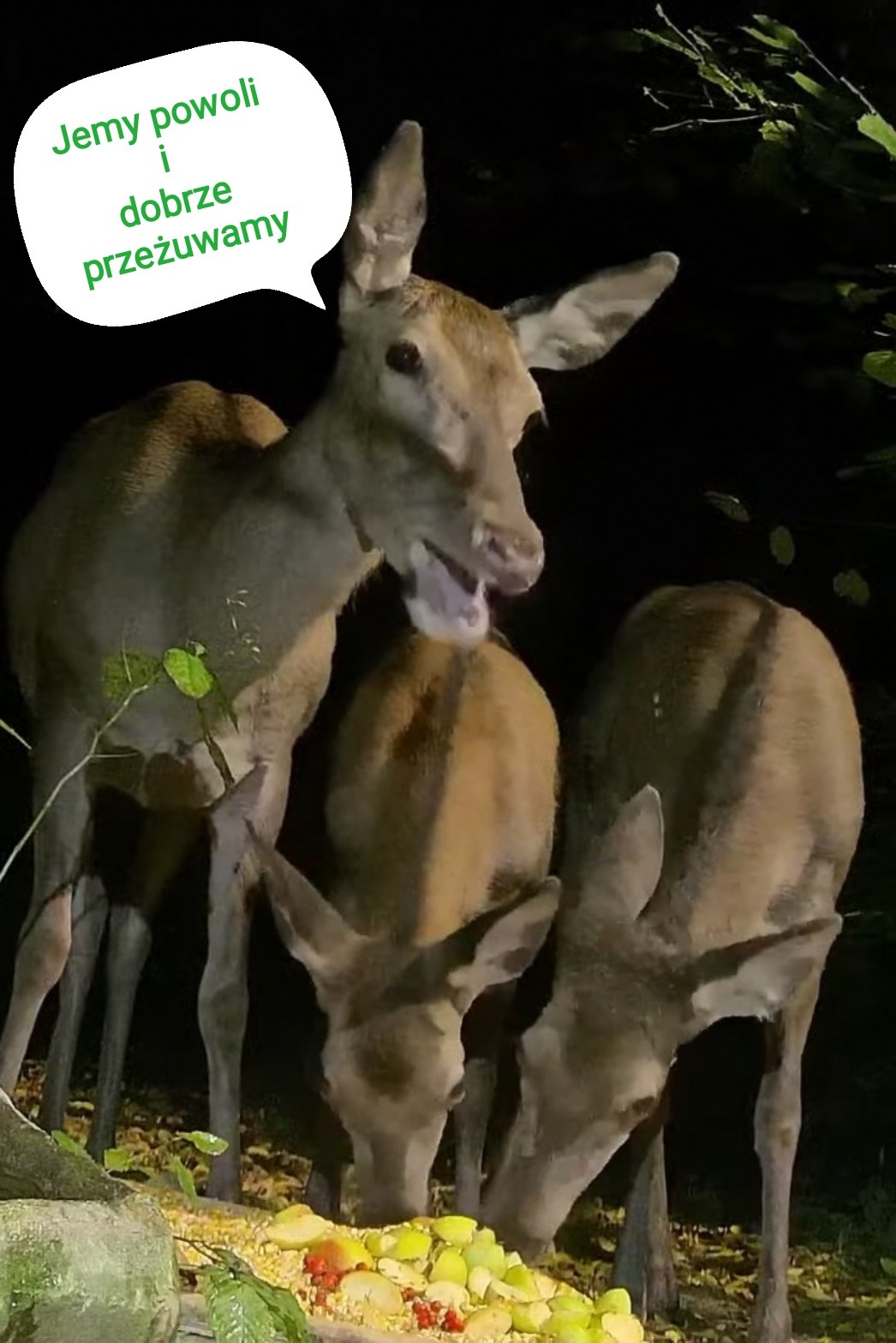 livebirdspoland_d5179cceaeb7a14a1c6e0aece47ba981.jpg