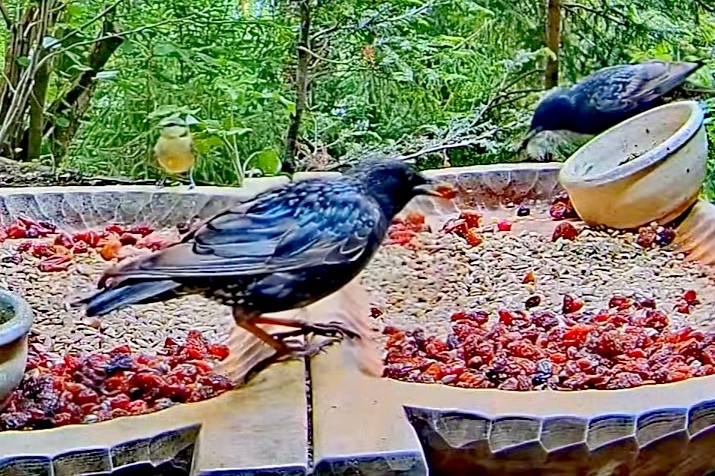 livebirdspoland_c7a31abac71fb9024ab6b75486dca6e1.jpg