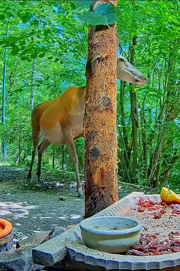 livebirdspoland_3d4554eb563827c32b838ccef4a1b76a.jpg