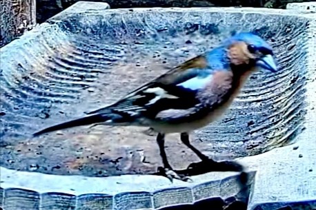 livebirdspoland_2e1e38823f58345fc7d546fc7debea51.jpg