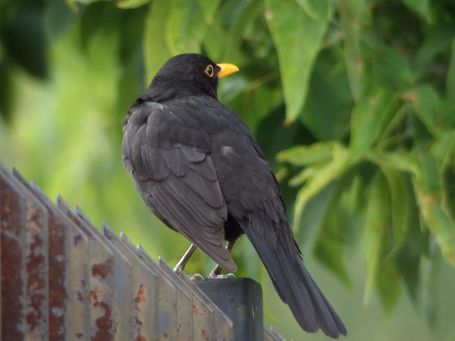 livebirdspoland_2fd78ef4cb01b8968dfbe565b2d9afa8.jpg