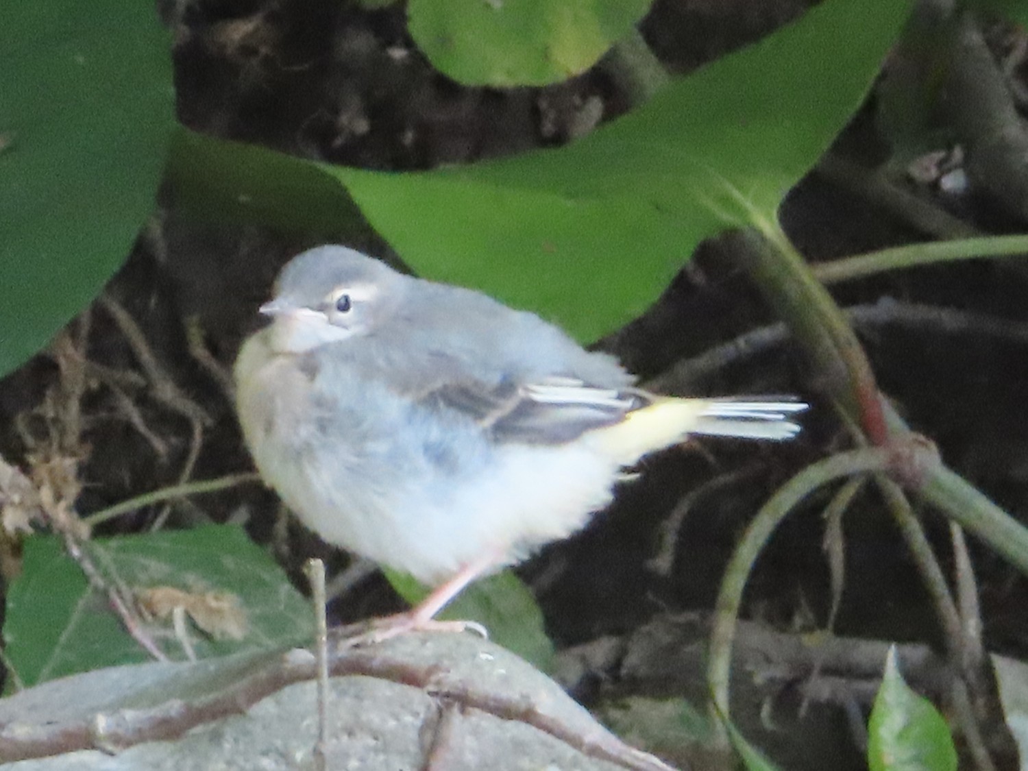 livebirdspoland_74a537a06d26faae91cd4e1c7d434315.jpg
