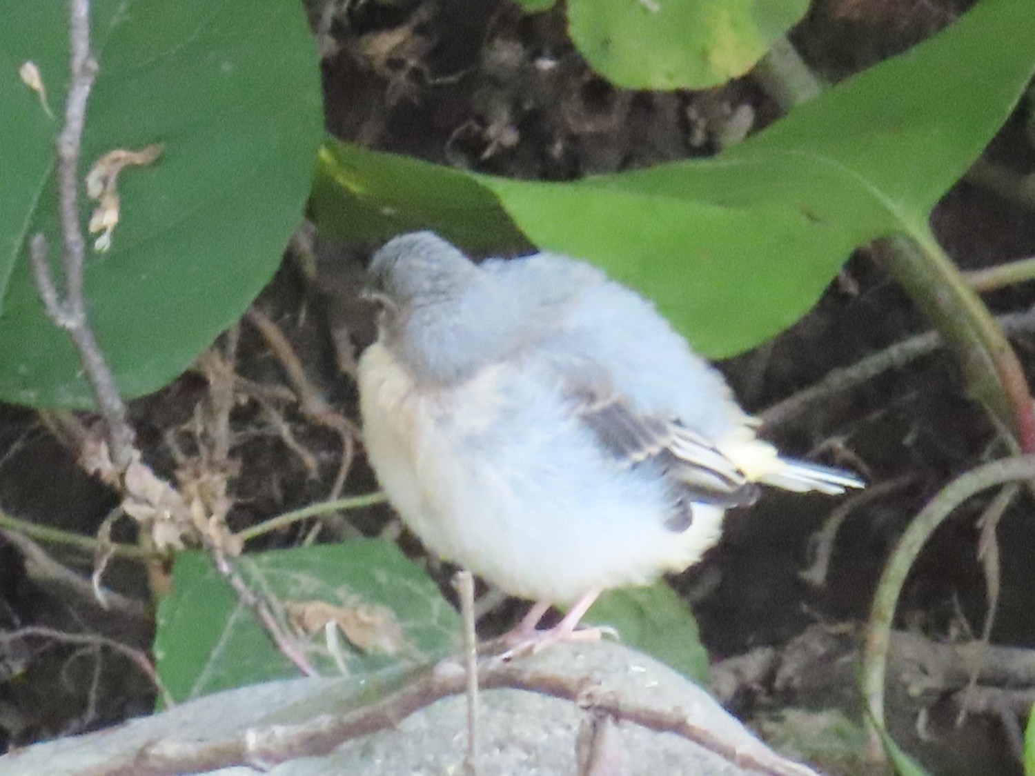 livebirdspoland_178e160773783becca88890fb580e72c.jpg