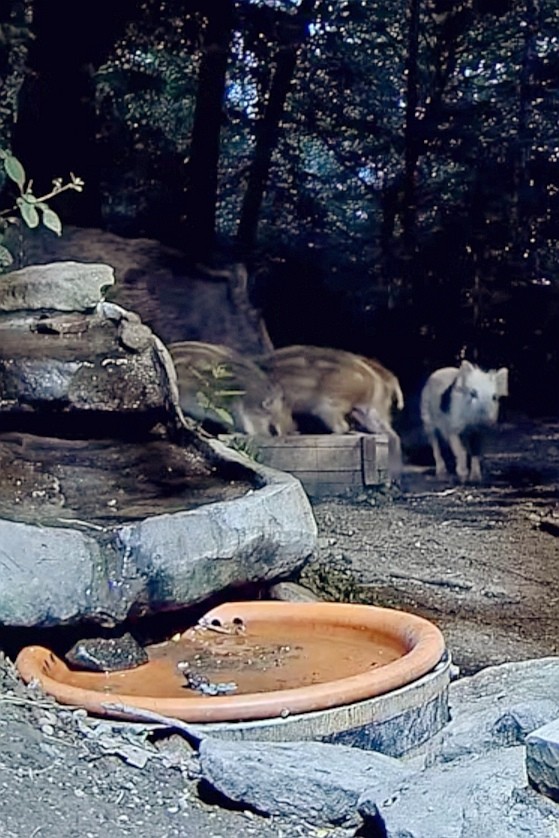 livebirdspoland_d49b9260d61422b293ccad3352897e83.jpg